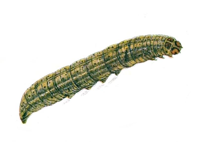 Agrotis exclamationis (caterpillar) - Die Schmetterlinge Deutschlands mit besonderer Berücksichtigung ihrer Biologie