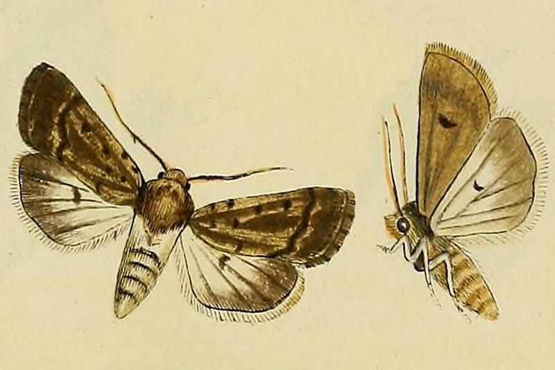 Agrotis lutescens