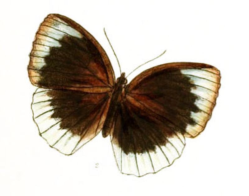 AgrusiaAndersonii143 2