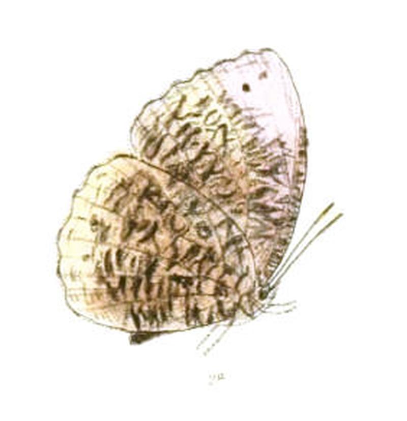 AgrusiaAndersonii143 2a