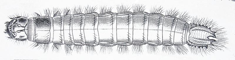 Agrypnus murinus larva Reitter