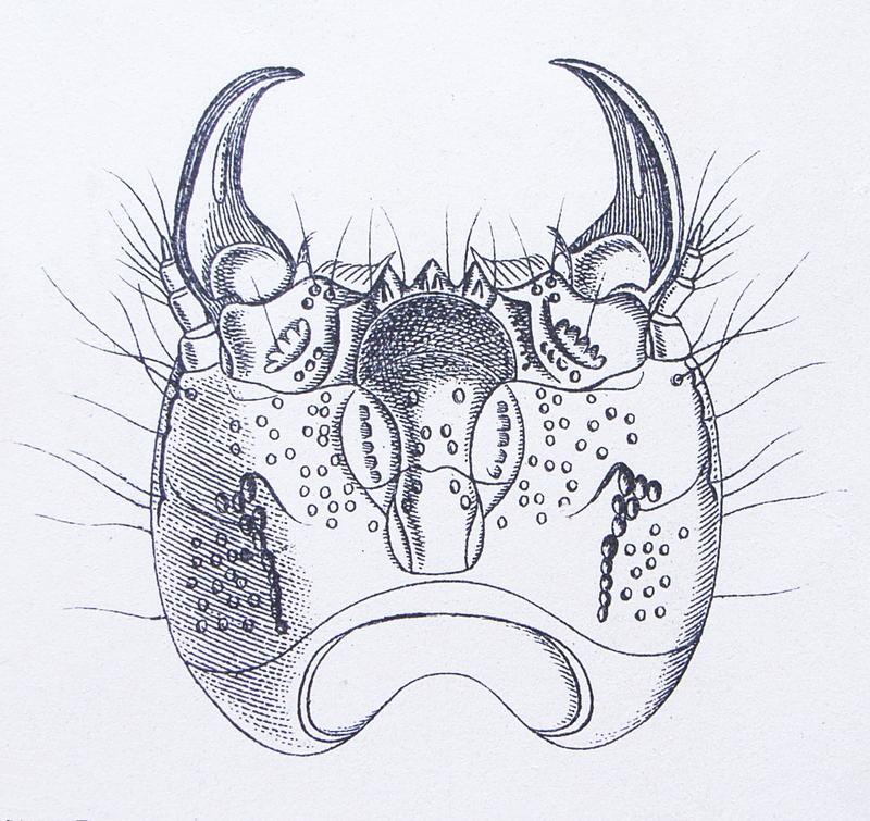 Agrypnus murinus larva head above Reitter