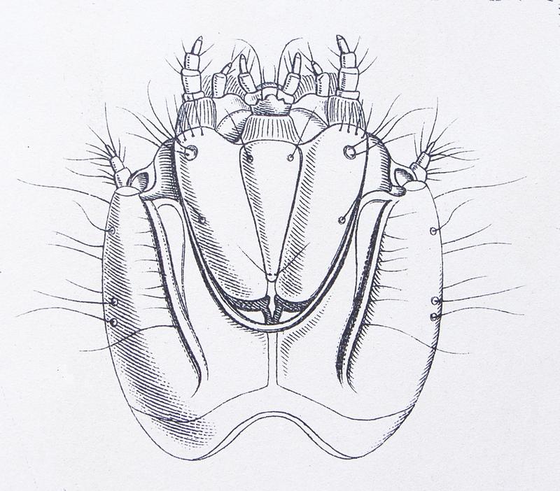 Agrypnus murinus larva head under Reitter