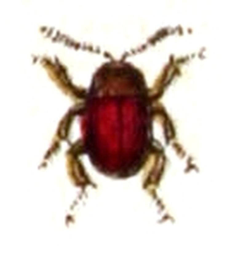 Agyrtes.castaneus.-.calwer.10.09