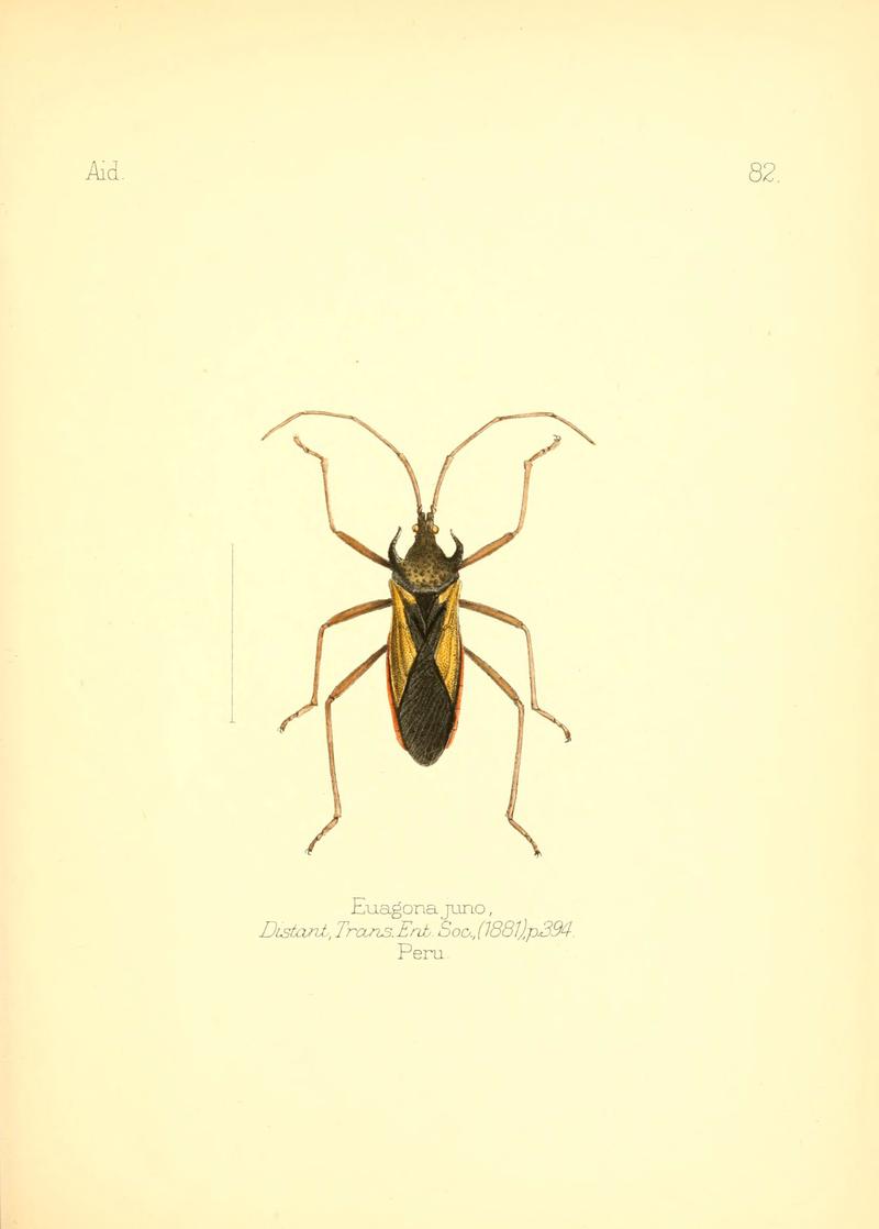 Aid to the identification of insects (6025835121)