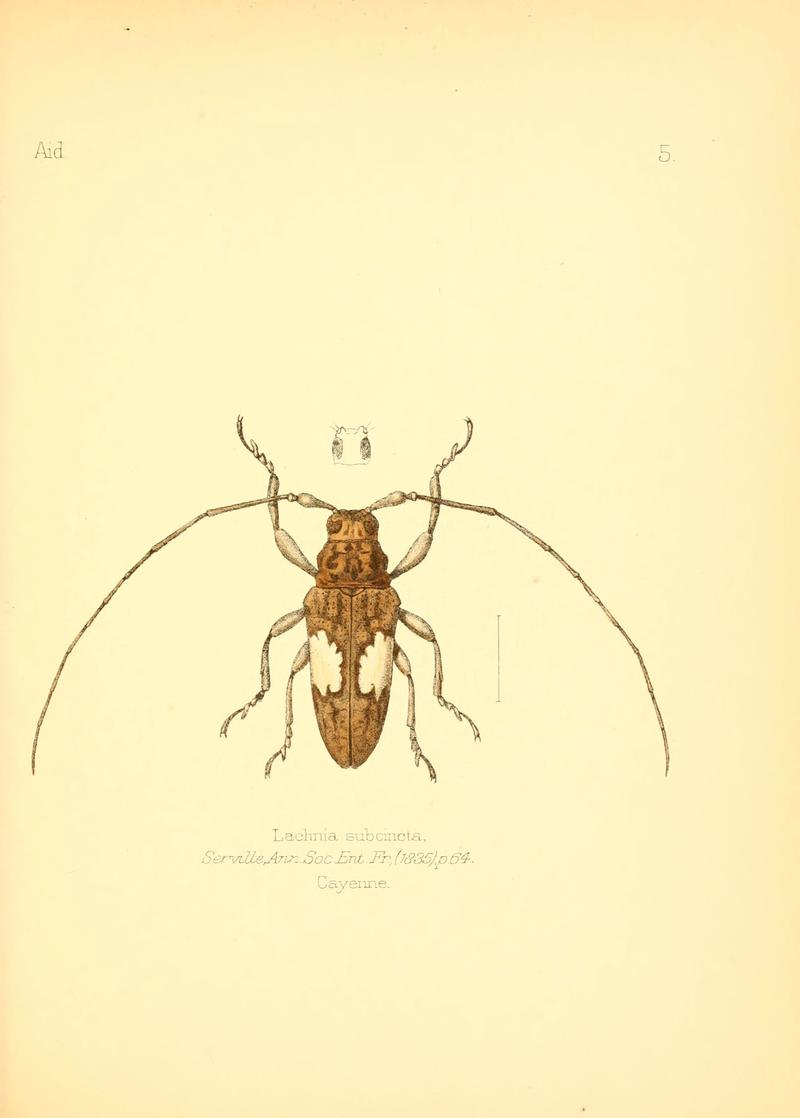 Aid to the identification of insects (6026369470)