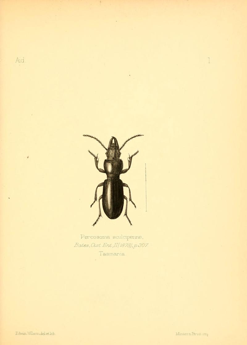 Aid to the identification of insects (Plate 1) (6026366568)