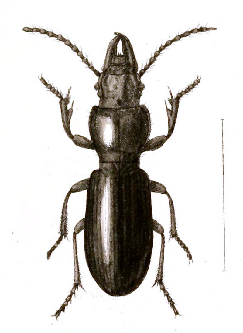Aid to the identification of insects (Plate 1) (6026366568) Percosoma sculcipenne (cropped)