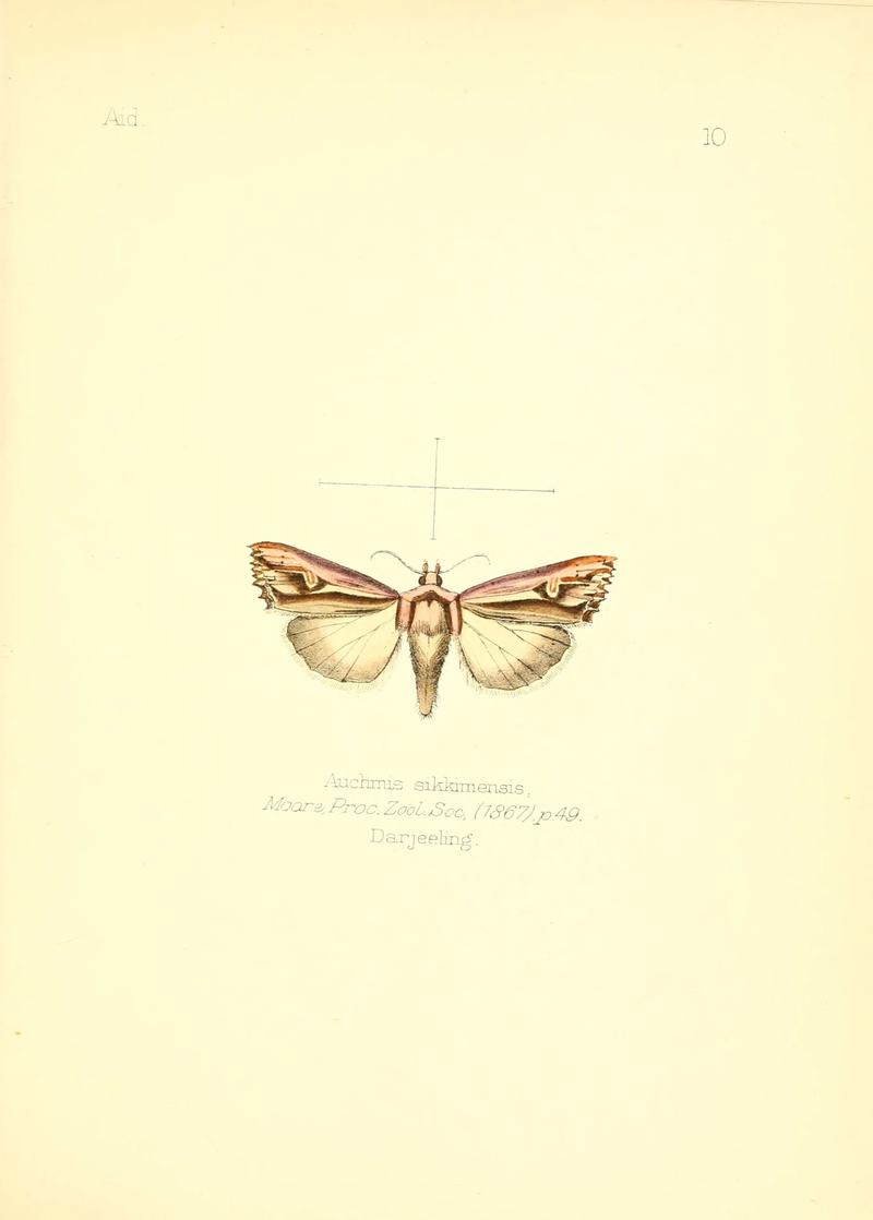 Aid to the identification of insects (Plate 10) (6025814817)