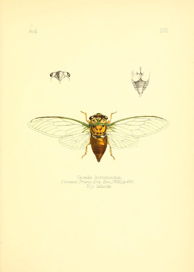 Aid to the identification of insects (Plate 100) (6025840251)