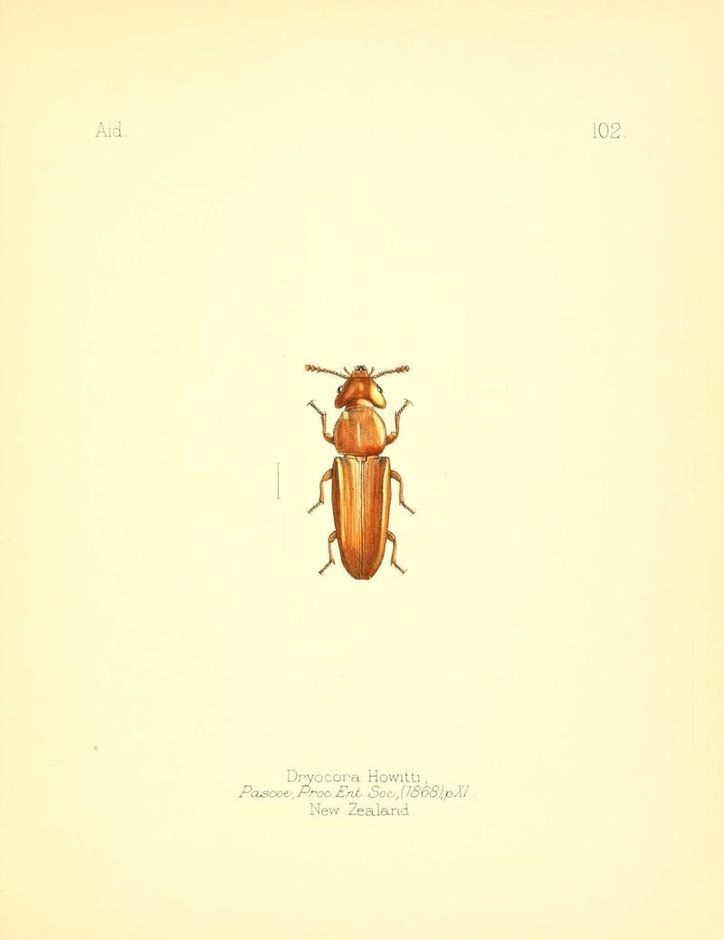 Aid to the identification of insects (Plate 102) (7796328650)