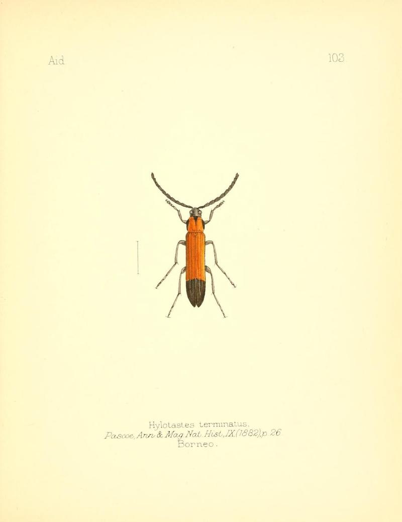 Aid to the identification of insects (Plate 103) (7796329256)