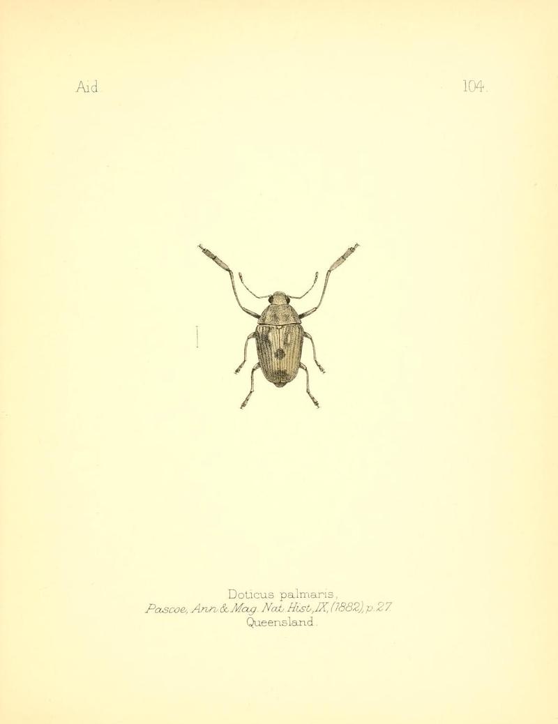 Aid to the identification of insects (Plate 104) (7796329982)
