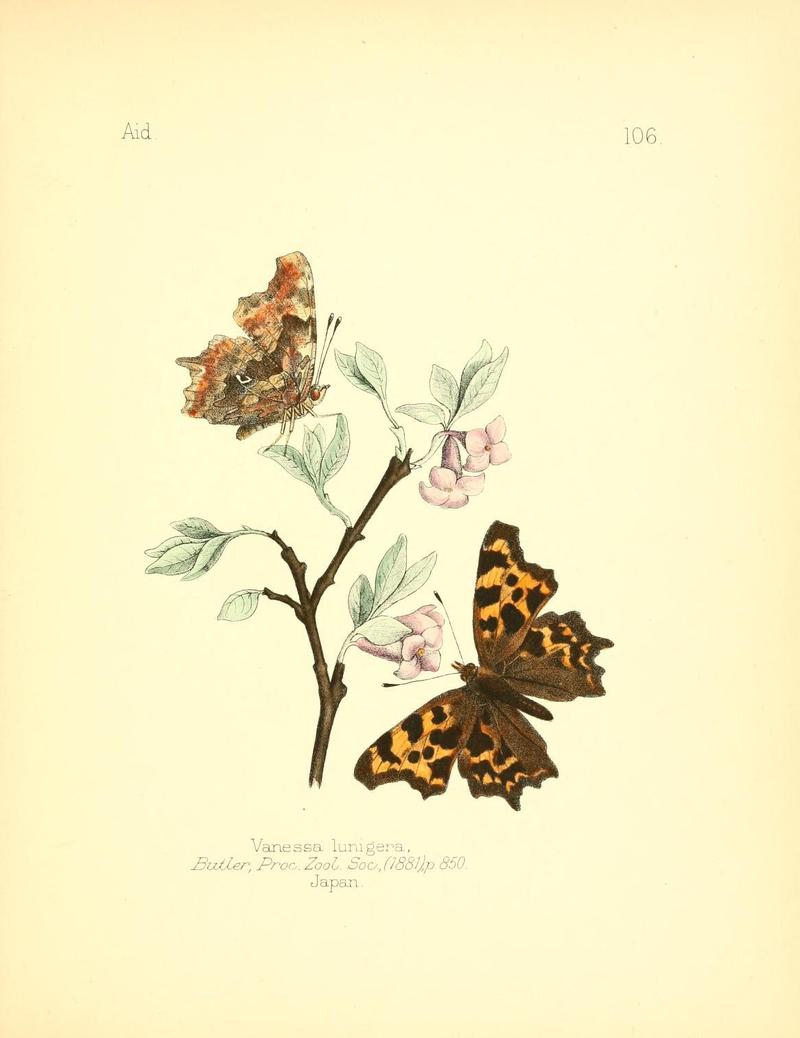 Aid to the identification of insects (Plate 106) (7796331126)