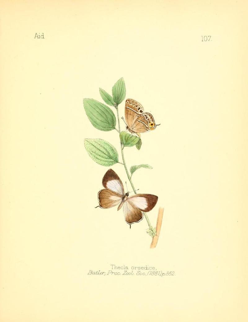 Aid to the identification of insects (Plate 107) (7796331782)