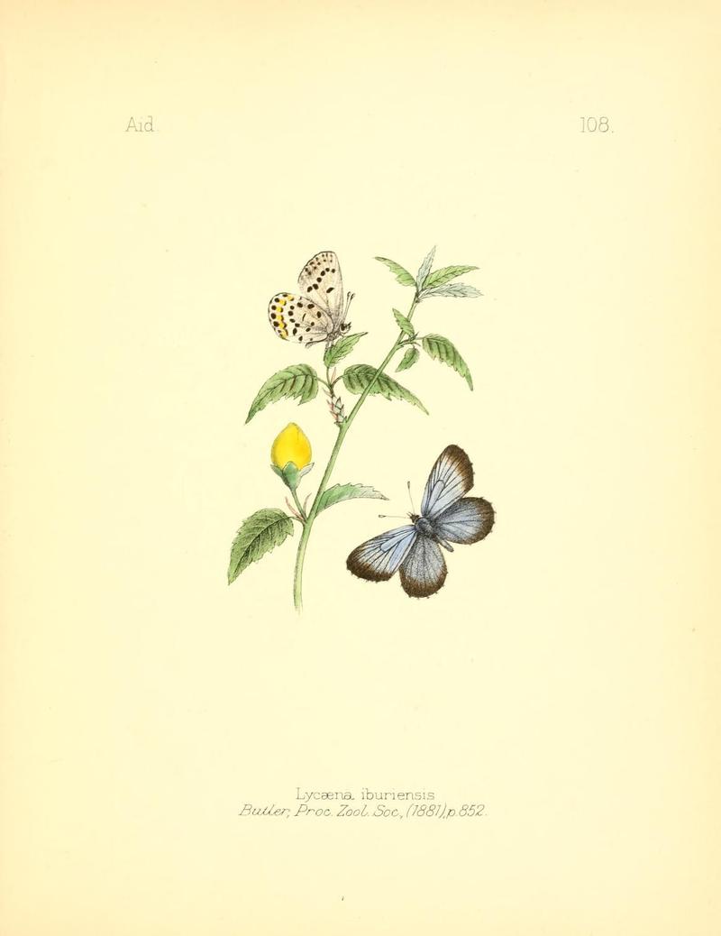 Aid to the identification of insects (Plate 108) (7796332476)