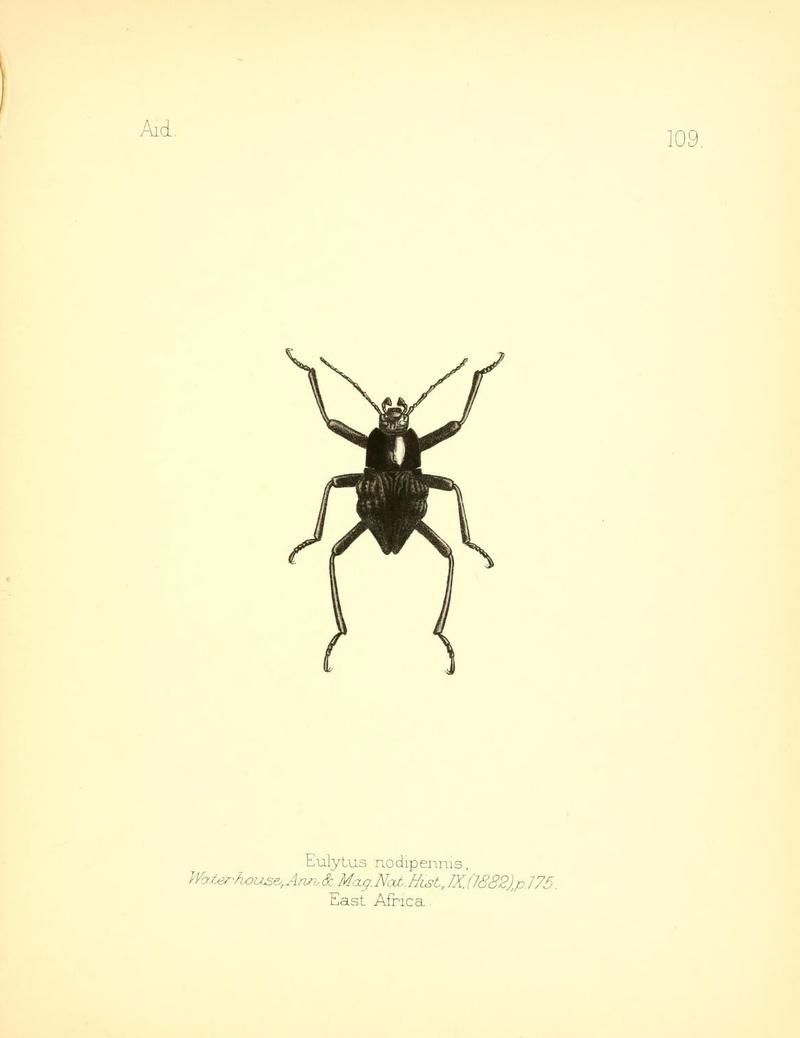 Aid to the identification of insects (Plate 109) (7796333160)