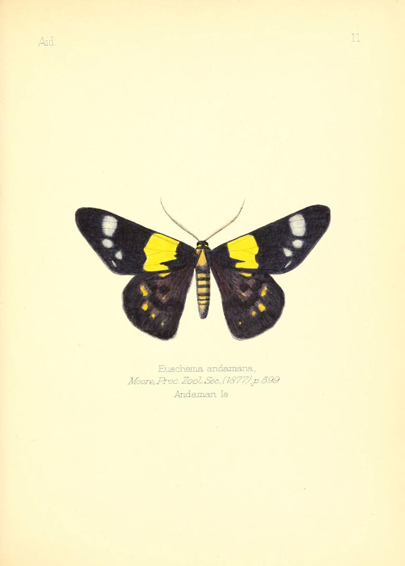 Aid to the identification of insects (Plate 11) (6025815147)