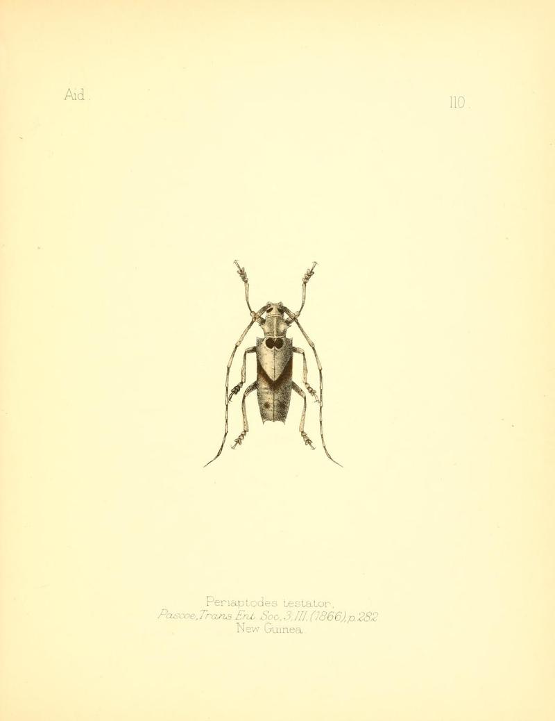 Aid to the identification of insects (Plate 110) (7796333596)