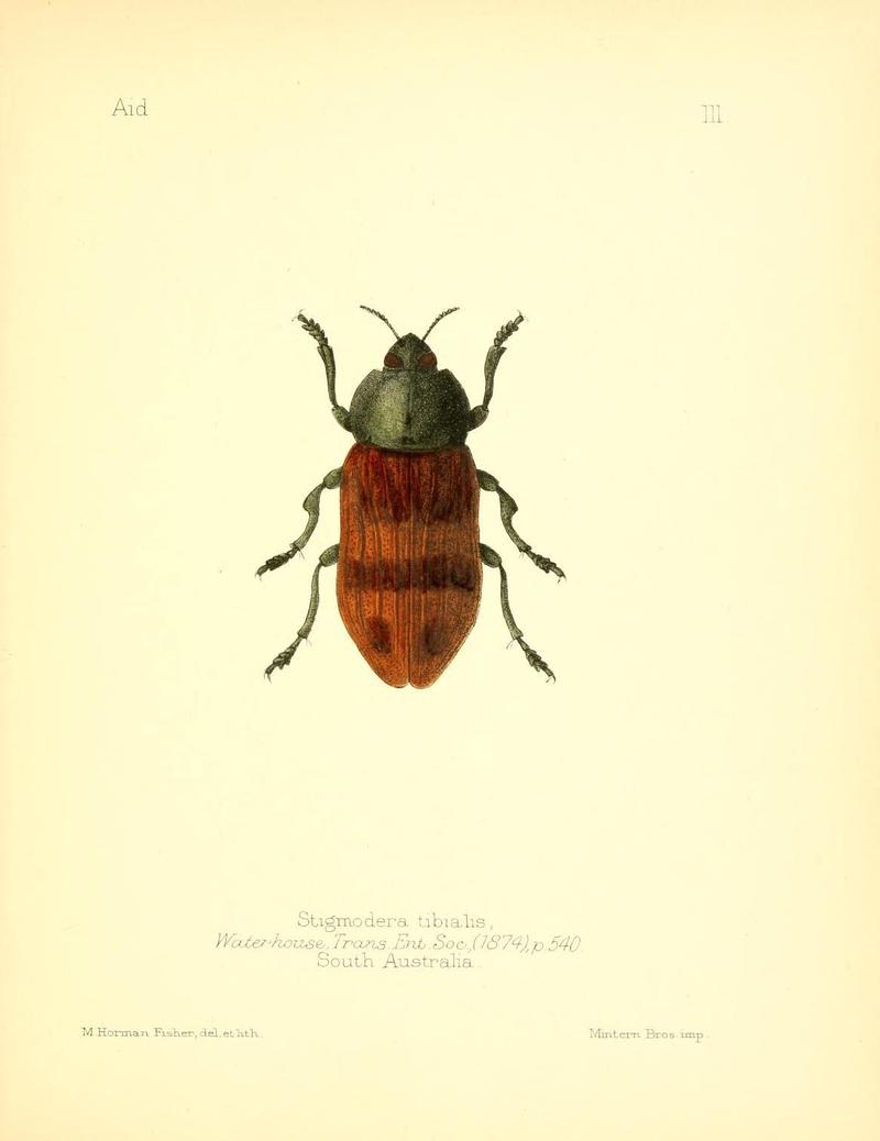 Aid to the identification of insects (Plate 111) (7796334226)
