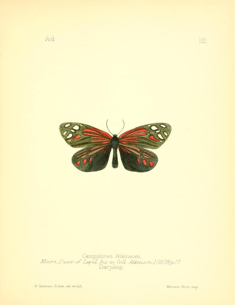 Aid to the identification of insects (Plate 112) (7796334924)