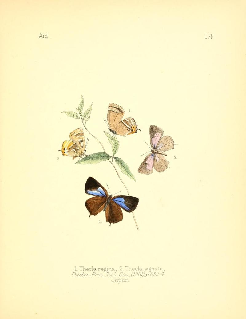 Aid to the identification of insects (Plate 114) (7796336178)