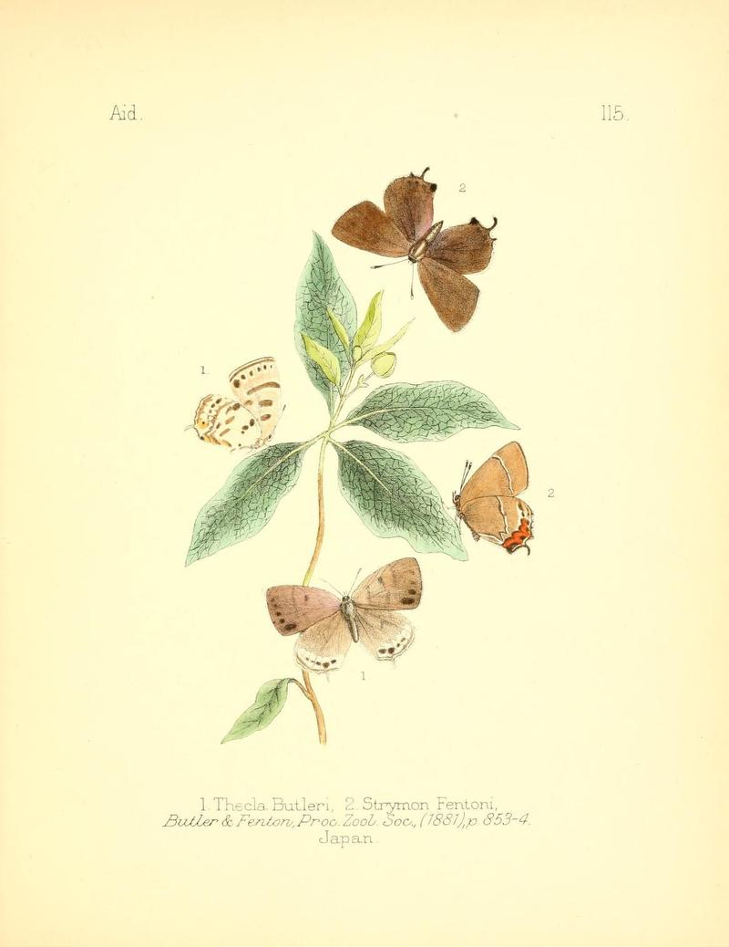 Aid to the identification of insects (Plate 115) (7796336916)