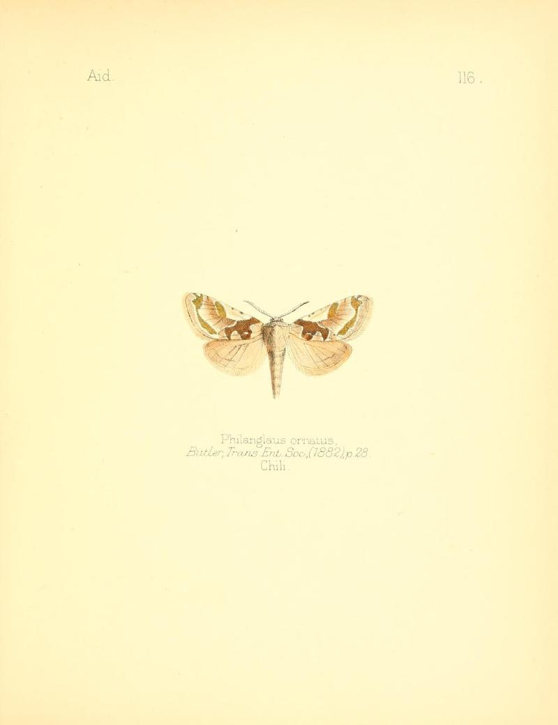 Aid to the identification of insects (Plate 116) (7796337530)
