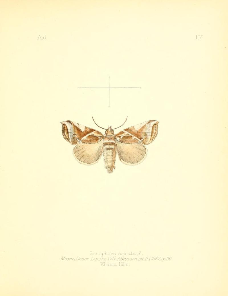 Aid to the identification of insects (Plate 117) (7796338116)