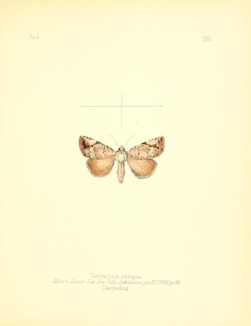 Aid to the identification of insects (Plate 118) (7796338834)