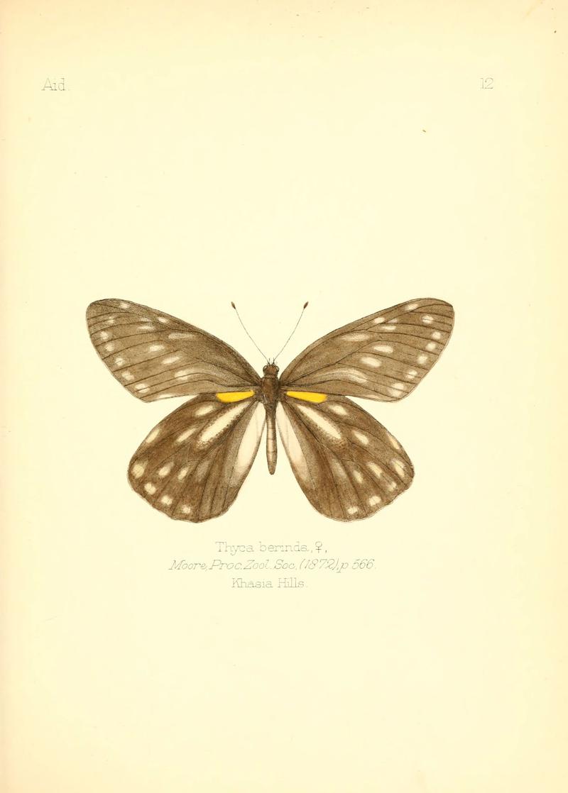 Aid to the identification of insects (Plate 12) (6025815459)