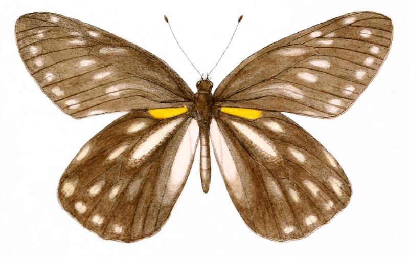 Aid to the identification of insects (Plate 12) (6025815459) Thyca berinda