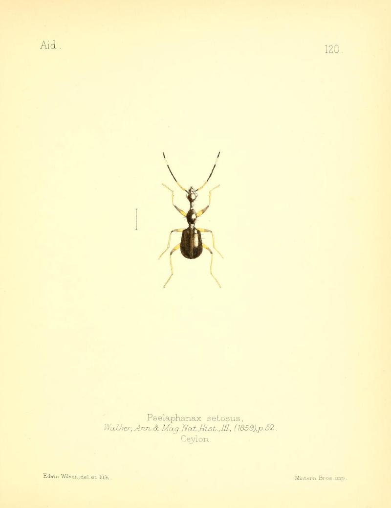 Aid to the identification of insects (Plate 120) (7796339904)