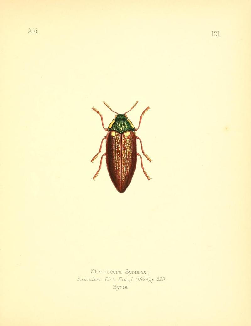 Aid to the identification of insects (Plate 121) (7796340506)