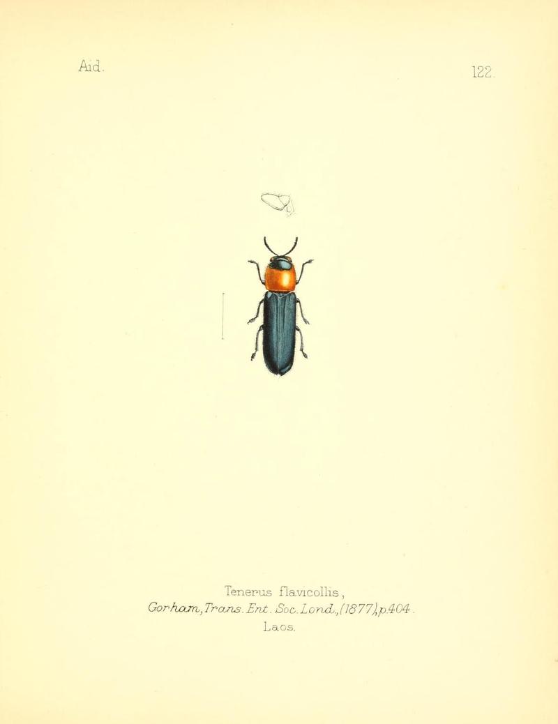 Aid to the identification of insects (Plate 122) (7796341122)
