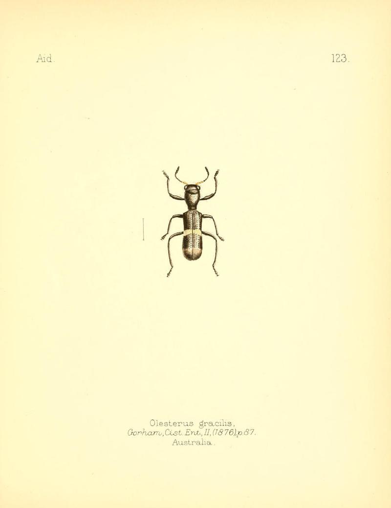 Aid to the identification of insects (Plate 123) (7796341714)