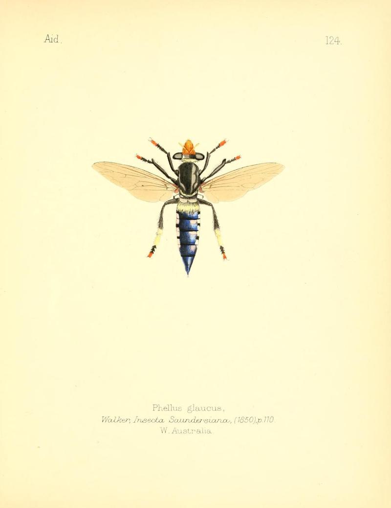 Aid to the identification of insects (Plate 124) (7796342386)