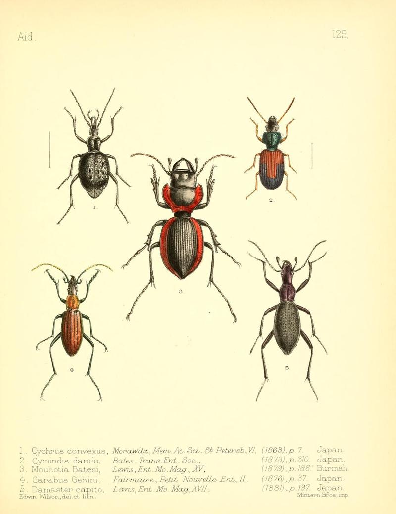 Aid to the identification of insects (Plate 125) (7796343040)