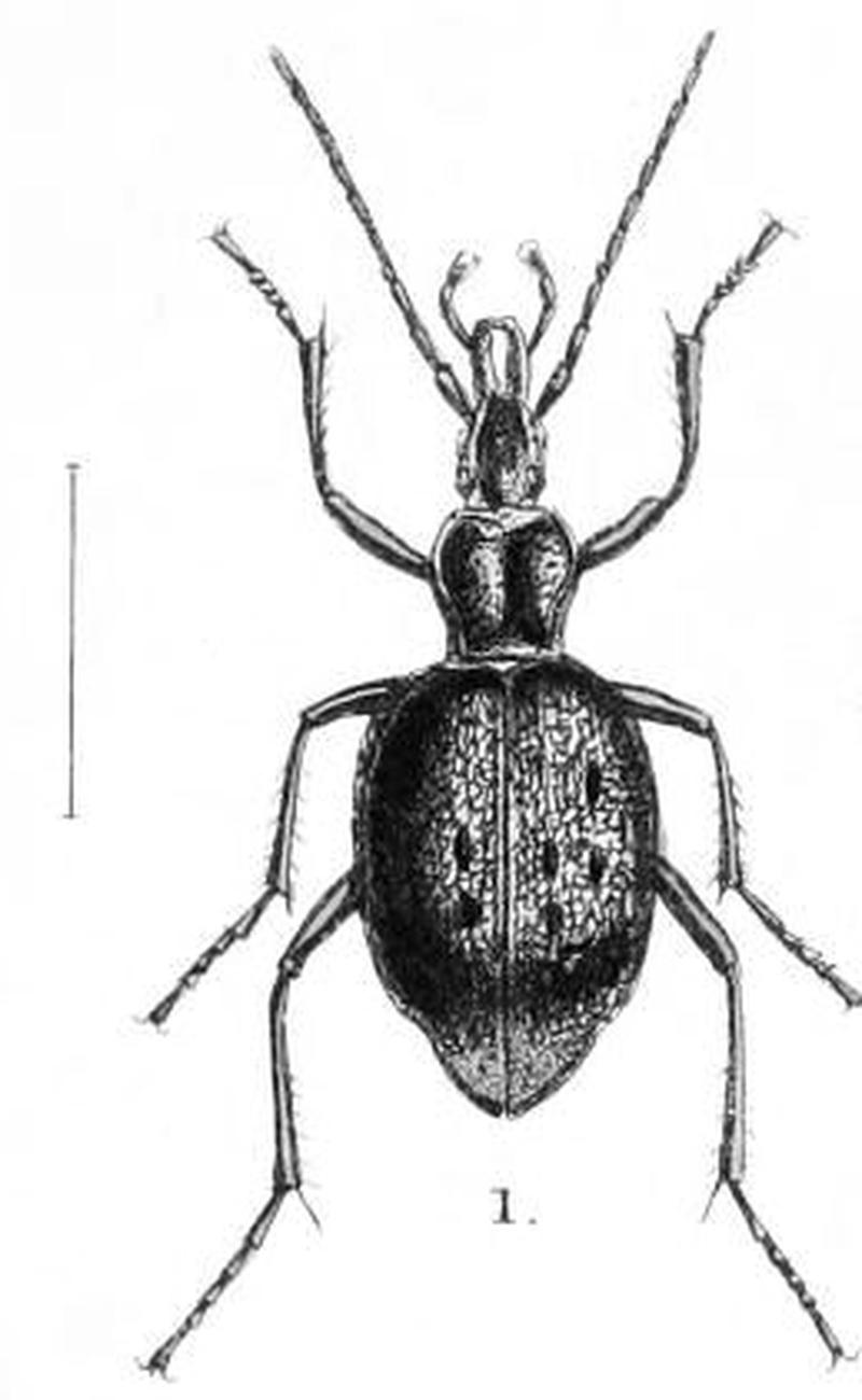 Aid to the identification of insects (Plate 125) (7796343040) 1 . Cychrus convexus (cropped)