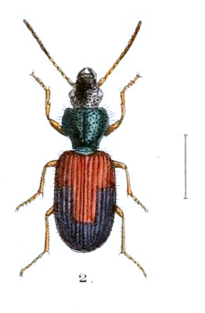 Aid to the identification of insects (Plate 125) (7796343040) 2 . Cymindis damio (cropped)