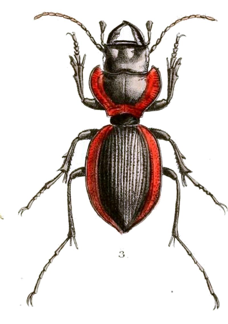 Aid to the identification of insects (Plate 125) (7796343040) 3 . Mouhotia batesi (cropped)