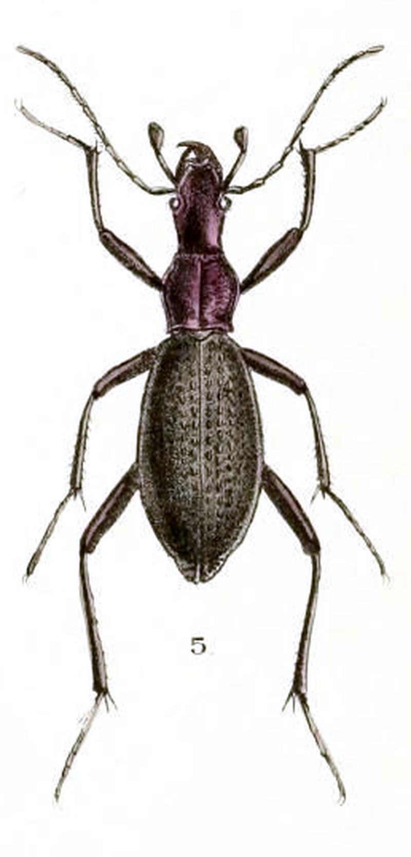 Aid to the identification of insects (Plate 125) (7796343040) 5. Damaster capito (cropped)