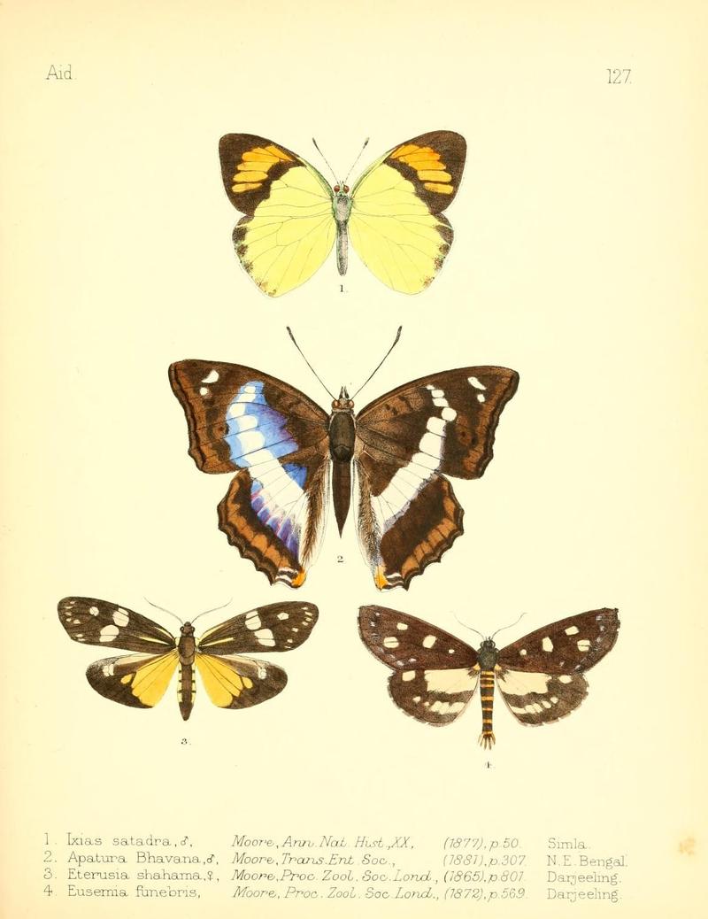 Aid to the identification of insects (Plate 127) (7796344718)