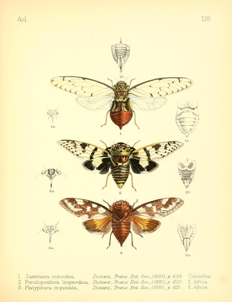 Aid to the identification of insects (Plate 128) (7796345470)