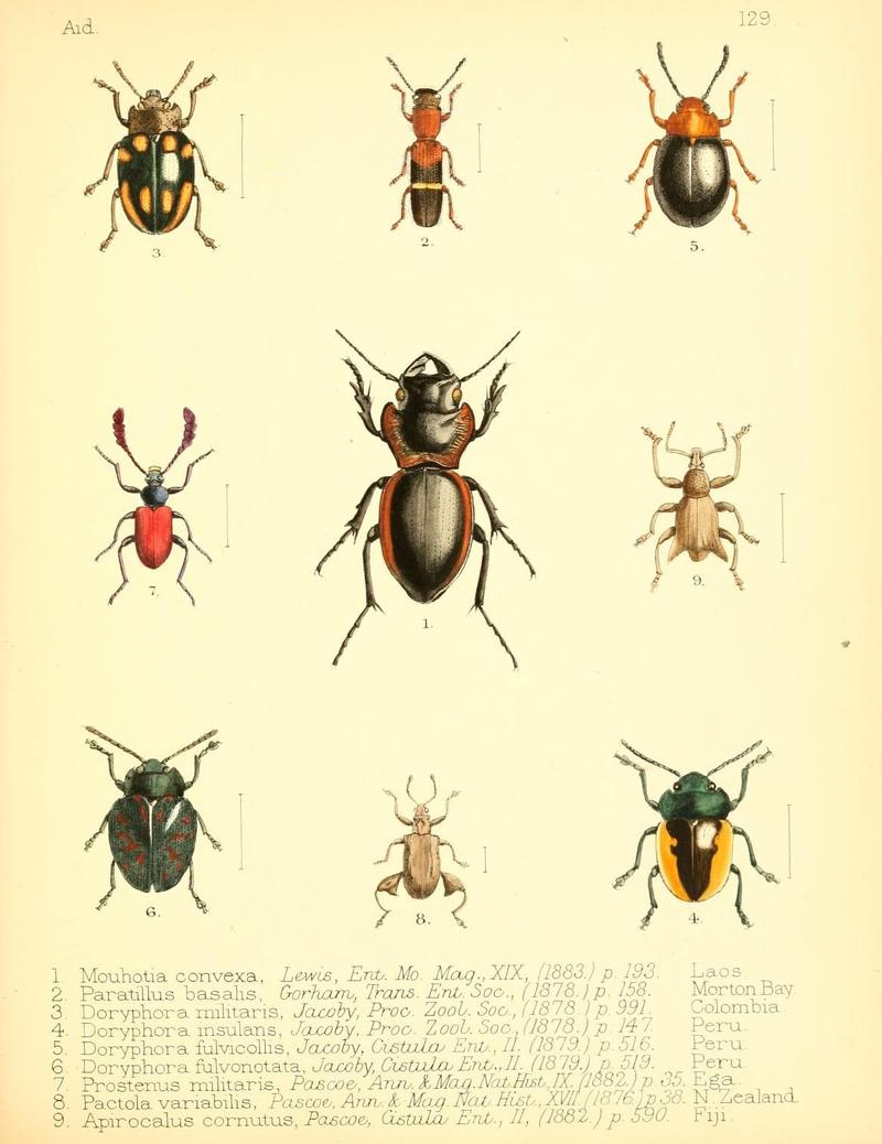 Aid to the identification of insects (Plate 129) (7796346190)