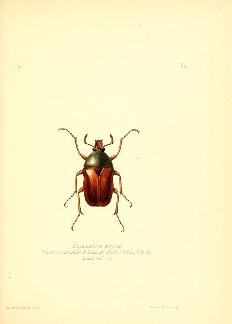 Aid to the identification of insects (Plate 13) (6025815747)