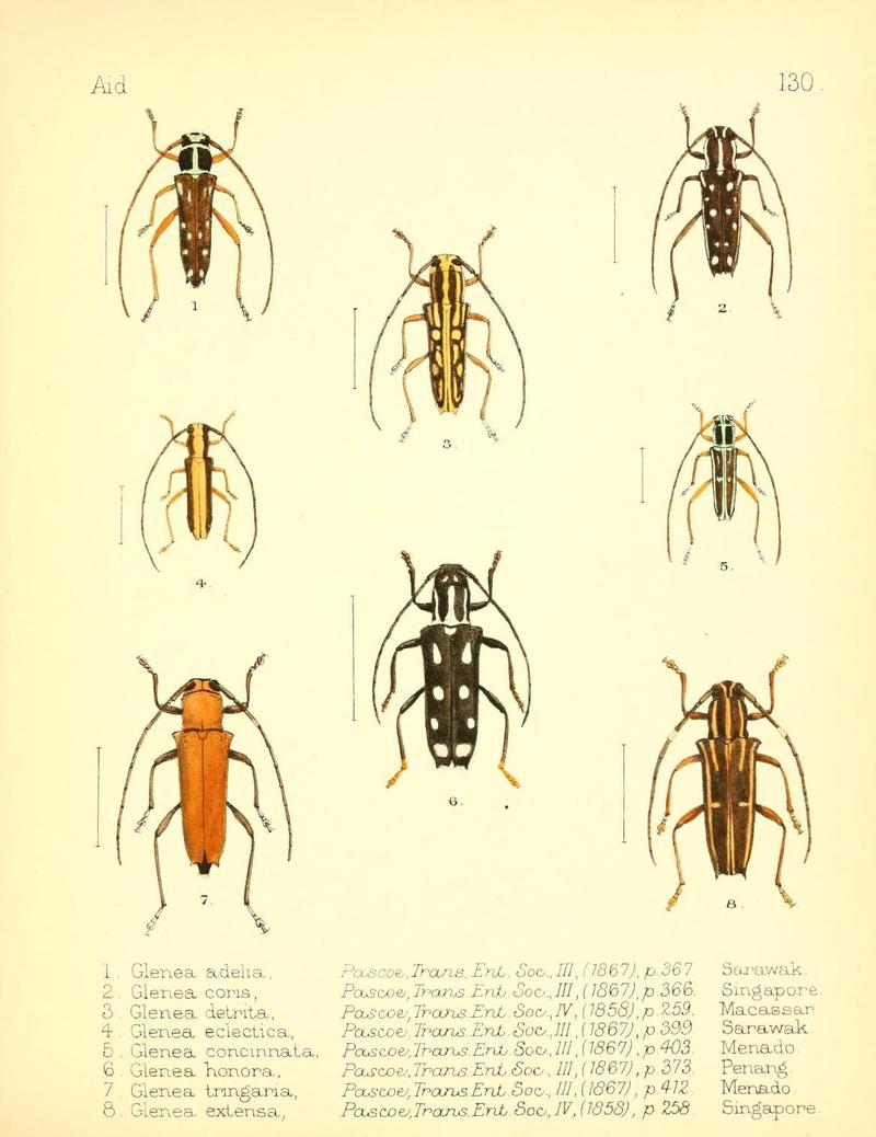 Aid to the identification of insects (Plate 130) (7796346920)