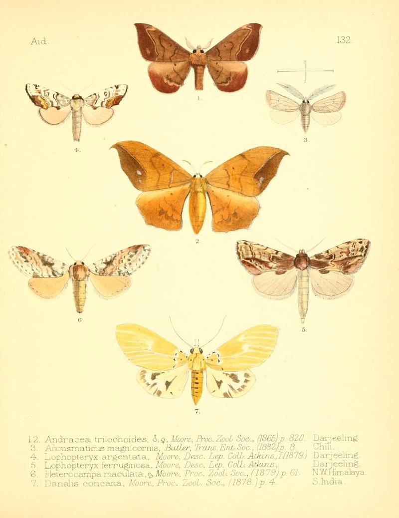 Aid to the identification of insects (Plate 132) (7796348264)