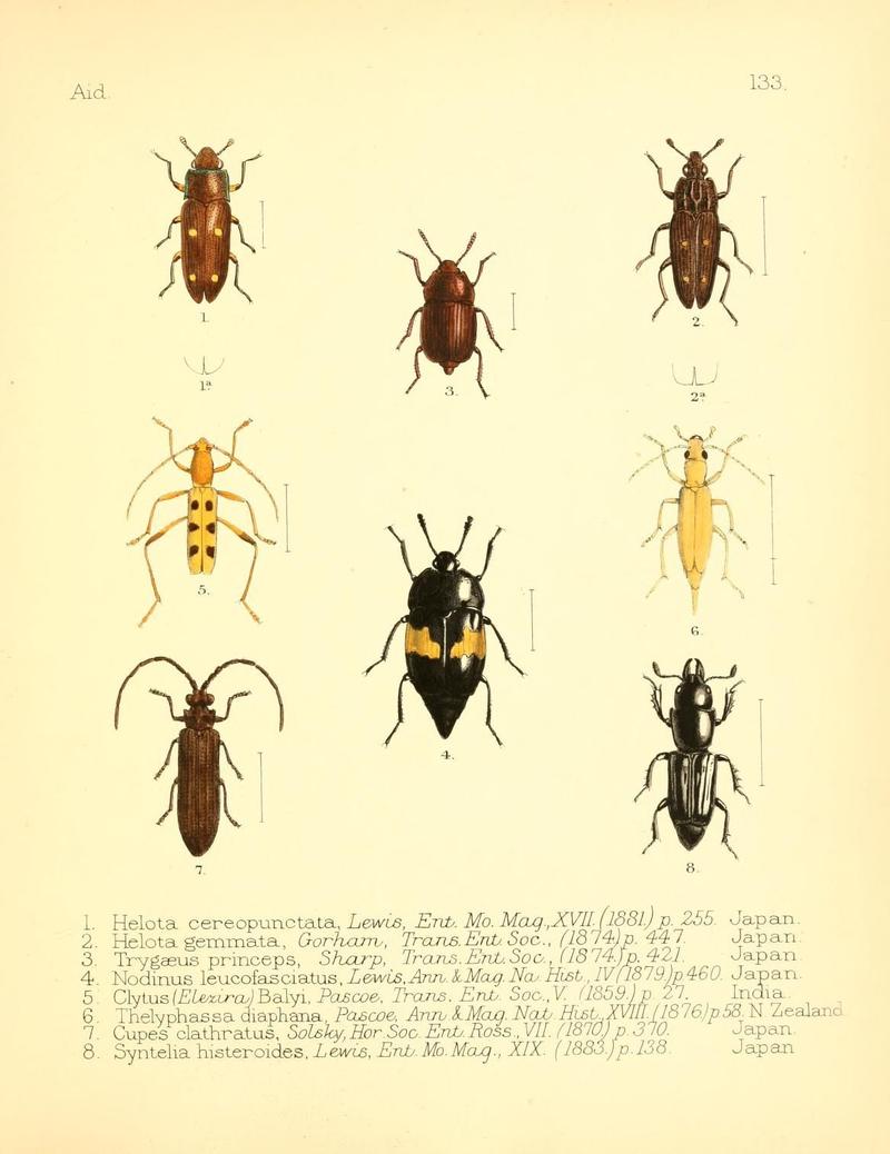 Aid to the identification of insects (Plate 133) (7796349036)
