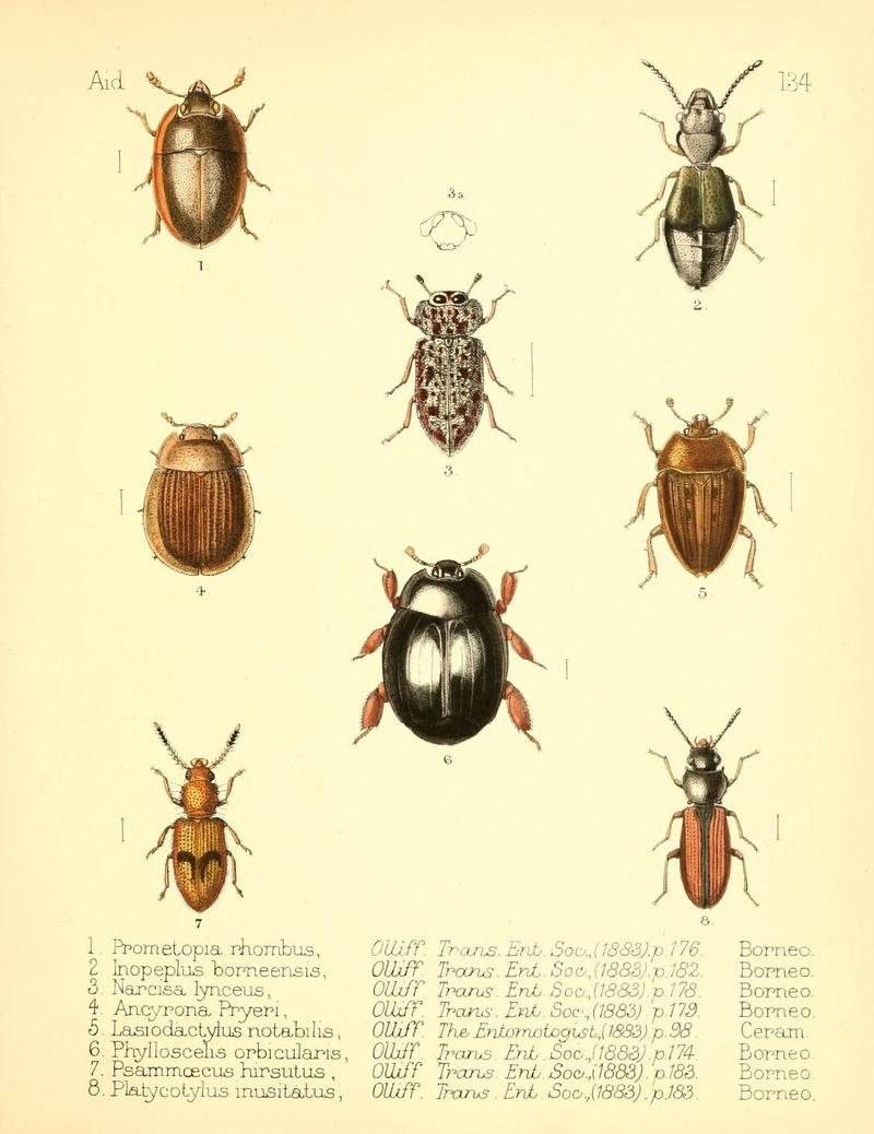 Aid to the identification of insects (Plate 134) (7796350028)